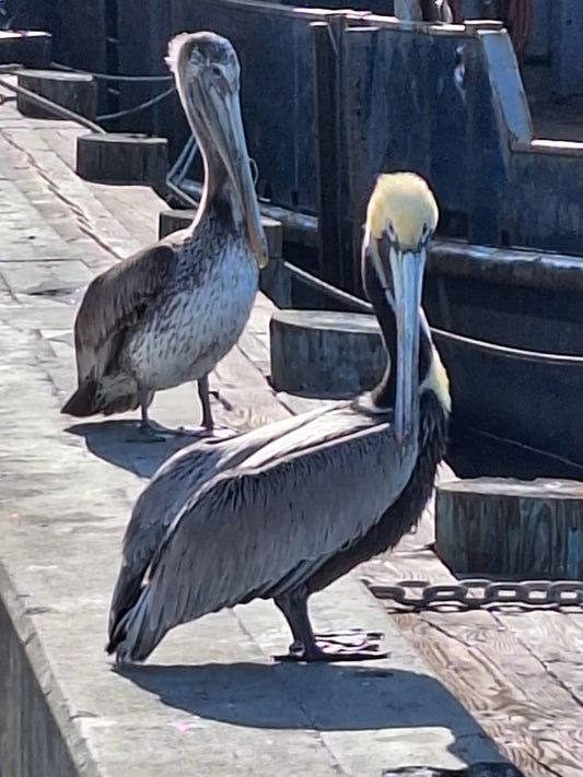 a jewelry store near me